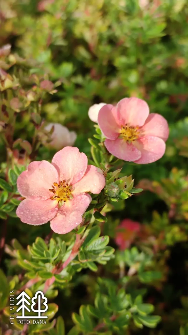 Potentilla fruticosa    GLAMOUR GIRL = 'Km01'